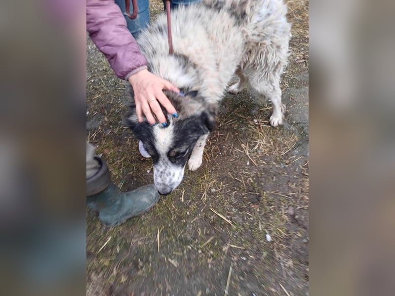 Damian - freundlicher Riese Damian - freundlicher Riese