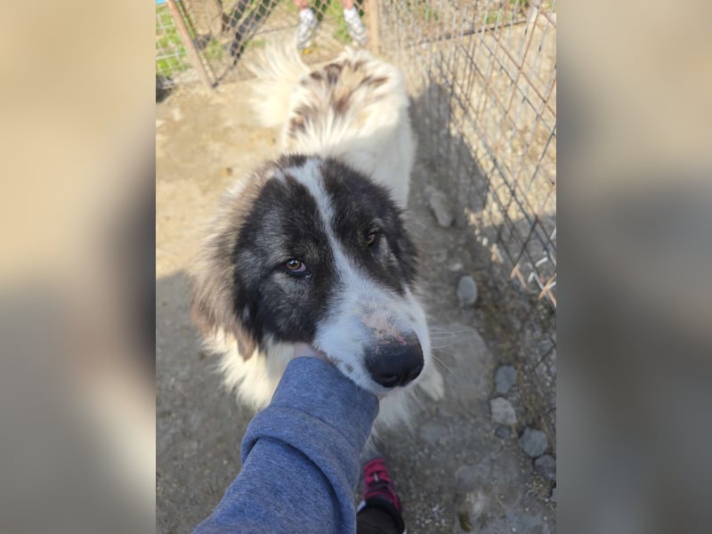 Rocky - katzenverträglich