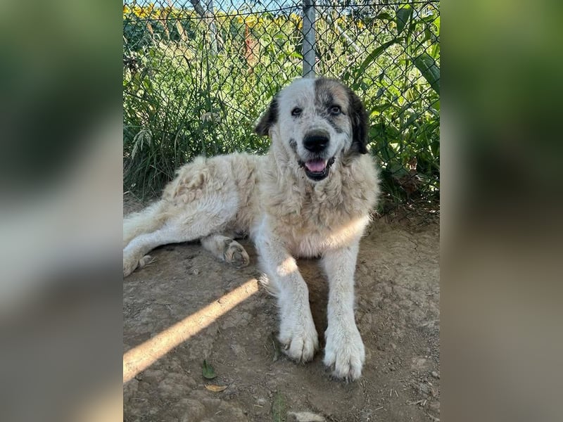 Bello - Altersruhesitz gesucht