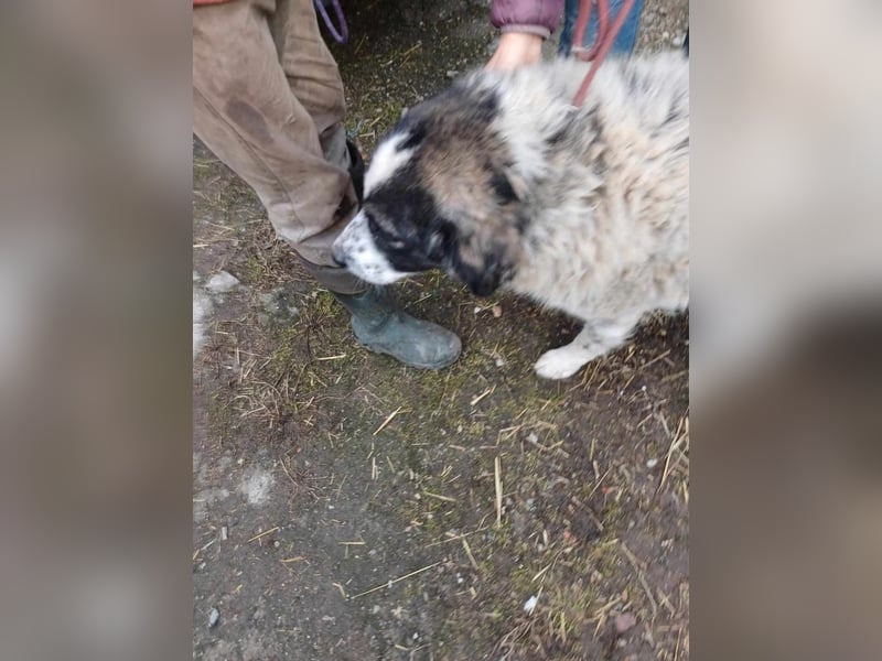 Damian - freundlicher Riese Damian - freundlicher Riese