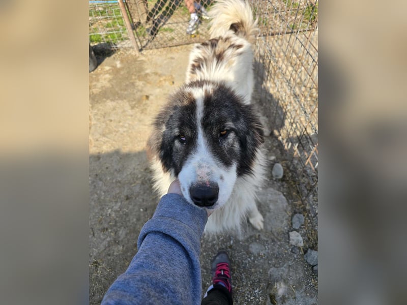 Rocky - katzenverträglich