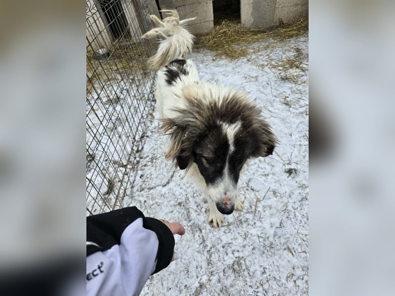 Rocky - katzenverträglich