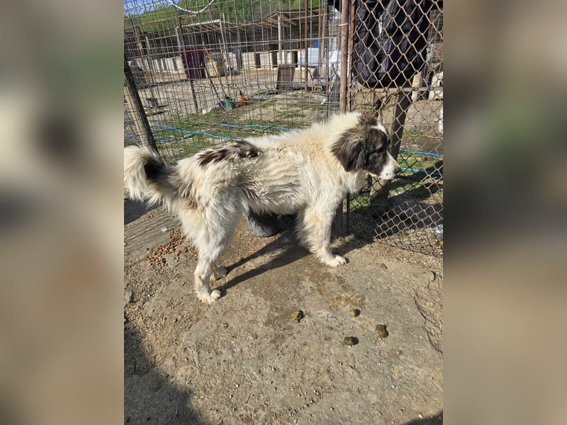 Rocky - katzenverträglich