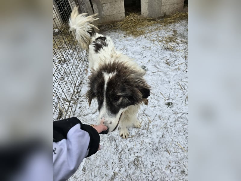 Rocky - katzenverträglich