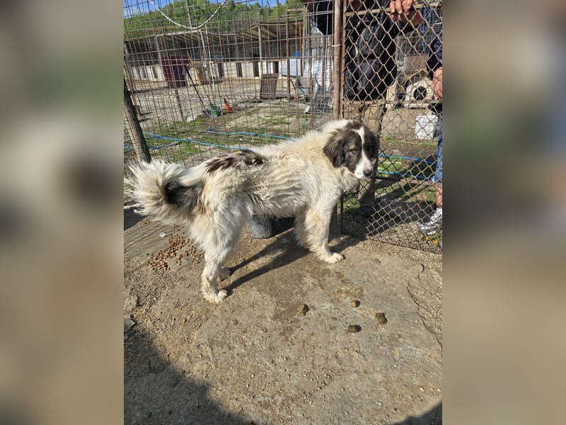 Rocky - katzenverträglich