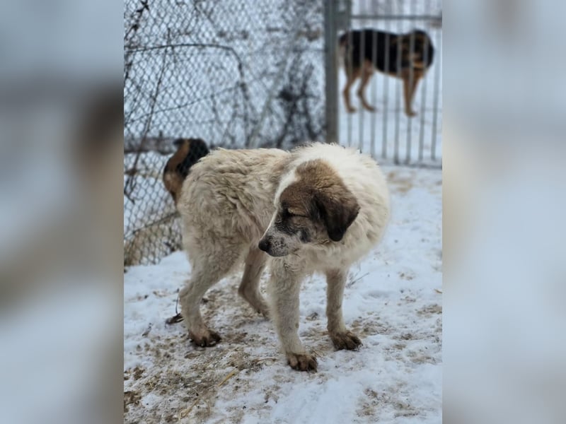 Bello - Altersruhesitz gesucht