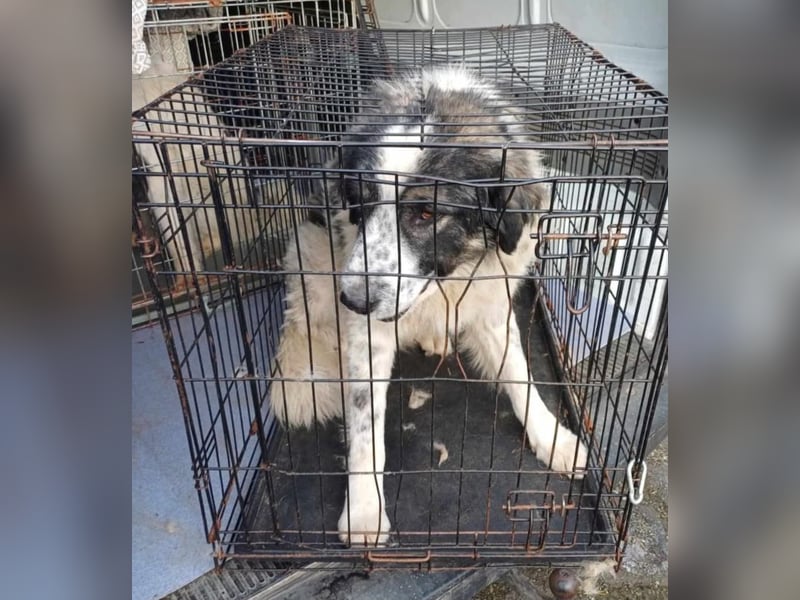 Damian - freundlicher Riese Damian - freundlicher Riese