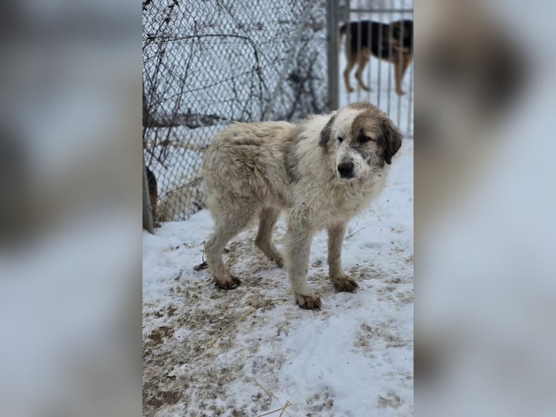 Bello - Altersruhesitz gesucht