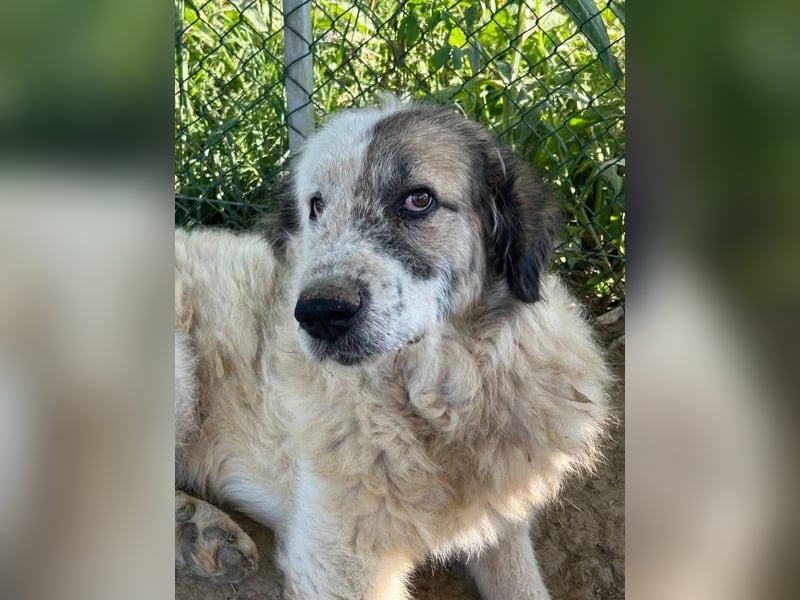 Bello - Altersruhesitz gesucht