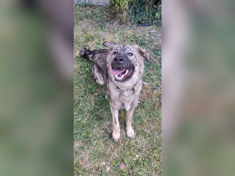 Mex sucht sein Körbchen ❤️
