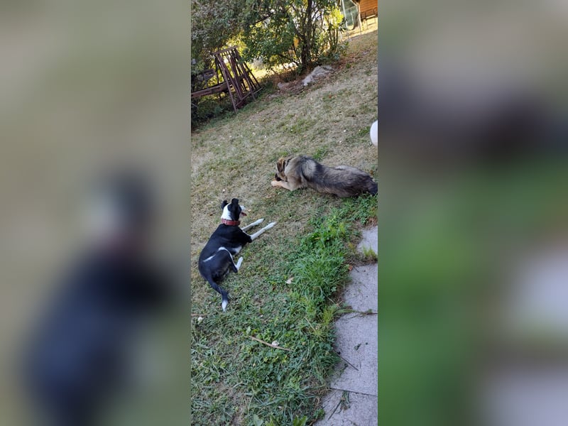Mex sucht sein Körbchen ❤️
