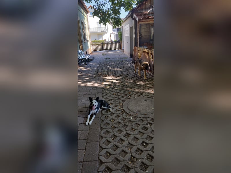 Mex sucht sein Körbchen ❤️
