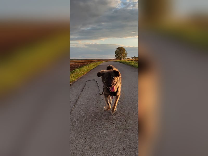 Mex sucht sein Körbchen ❤️