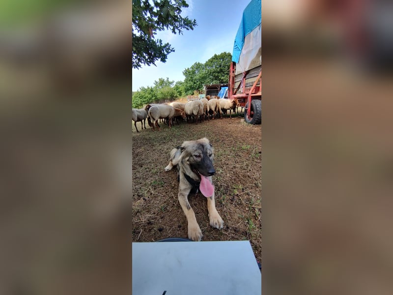 Mex sucht sein Körbchen ❤️
