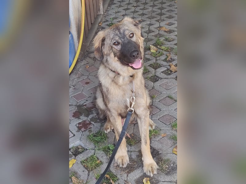 Mex sucht sein Körbchen ❤️