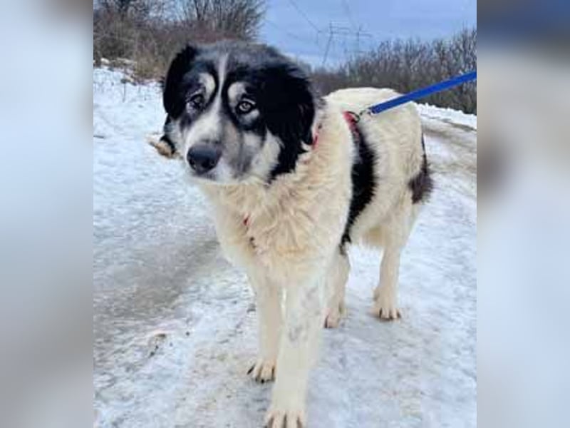 Dora 65cm geb. 01/2021 besitzt ein ausgeglichenes, ruhiges und treues Wesen