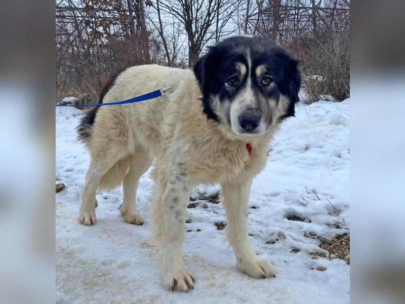 Dora 65cm geb. 01/2021 besitzt ein ausgeglichenes, ruhiges und treues Wesen