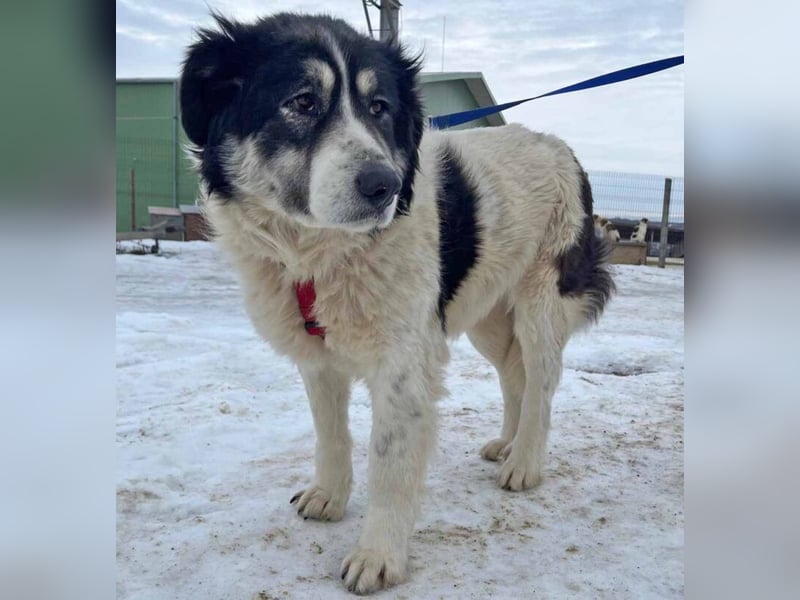 Dora 65cm geb. 01/2021 besitzt ein ausgeglichenes, ruhiges und treues Wesen