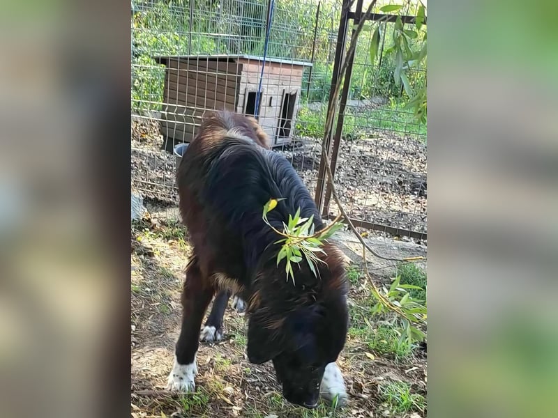 Sir Gawain - Gerettet aus der Tötung von Moreni/Rumänien