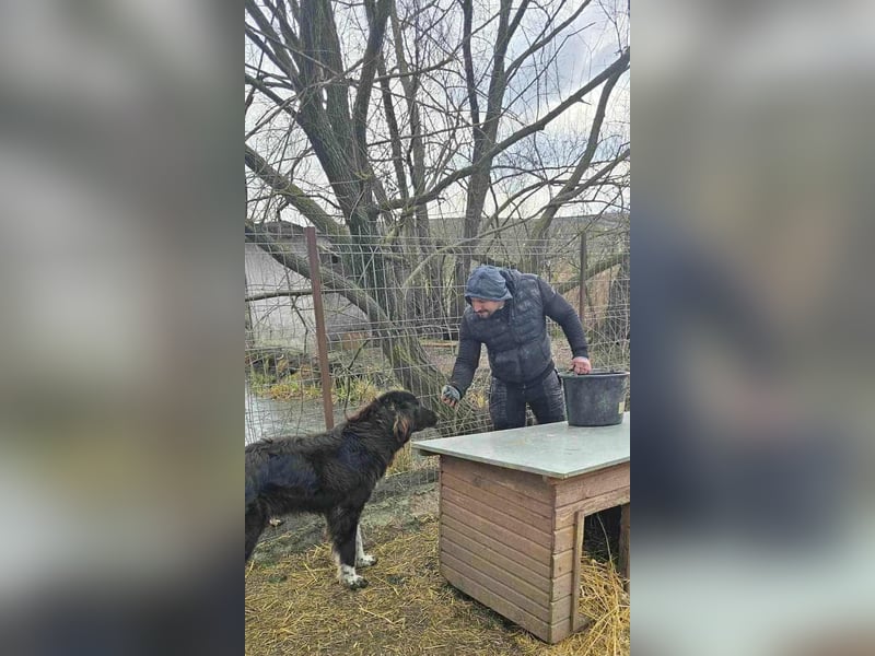 Sir Gawain - Gerettet aus der Tötung von Moreni/Rumänien