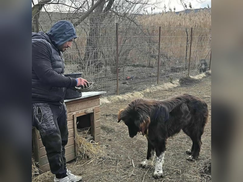 Sir Gawain - Gerettet aus der Tötung von Moreni/Rumänien