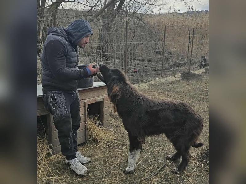 Sir Gawain - Gerettet aus der Tötung von Moreni/Rumänien