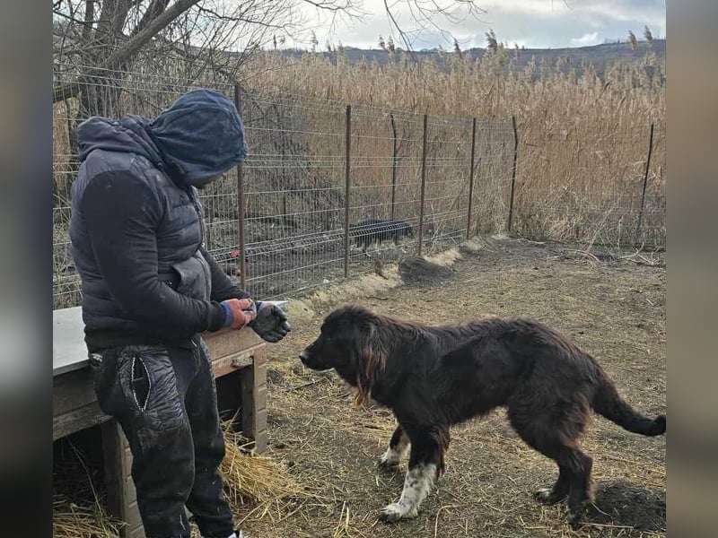 Sir Gawain - Gerettet aus der Tötung von Moreni/Rumänien