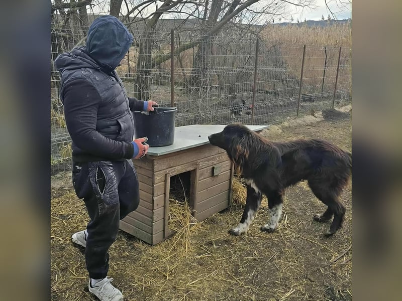 Sir Gawain - Gerettet aus der Tötung von Moreni/Rumänien