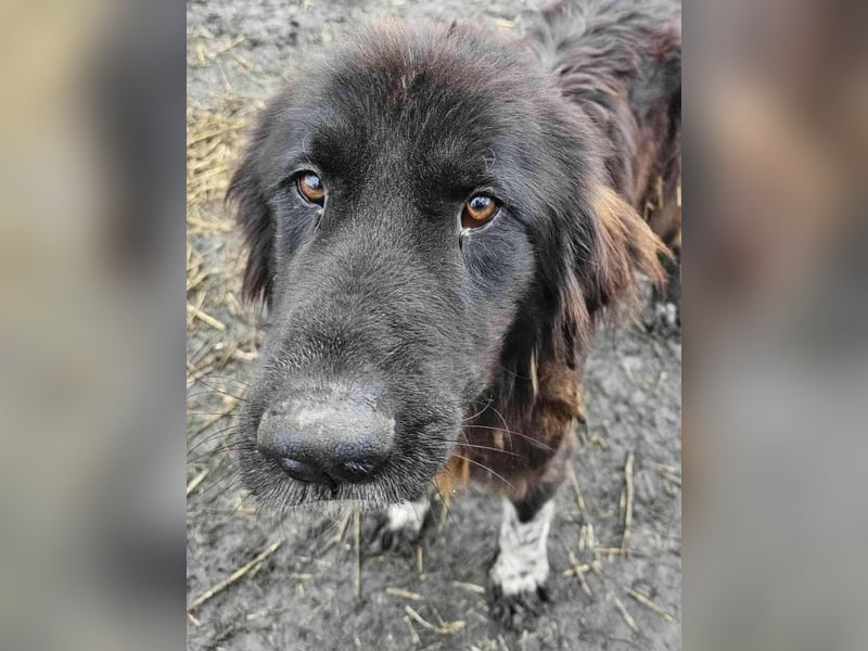 Sir Gawain - Gerettet aus der Tötung von Moreni/Rumänien