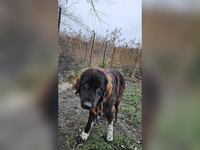 Sir Gawain - Gerettet aus der Tötung von Moreni/Rumänien