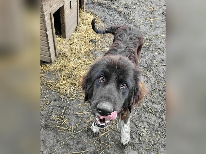 Sir Gawain - Gerettet aus der Tötung von Moreni/Rumänien