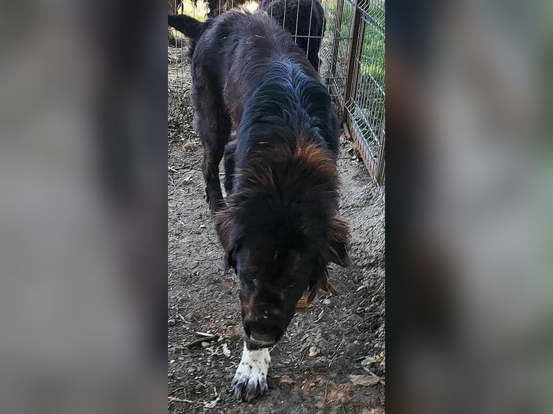 Sir Gawain - Gerettet aus der Tötung von Moreni/Rumänien