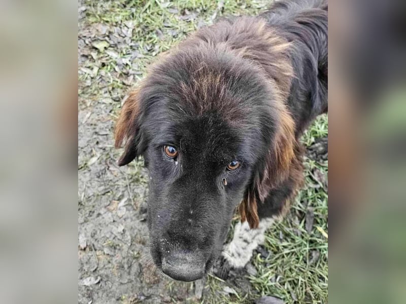 Sir Gawain - Gerettet aus der Tötung von Moreni/Rumänien