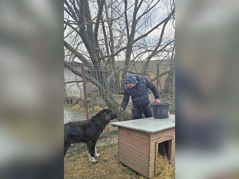 Sir Gawain - Gerettet aus der Tötung von Moreni/Rumänien