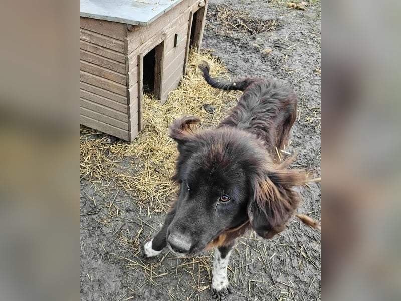 Sir Gawain - Gerettet aus der Tötung von Moreni/Rumänien
