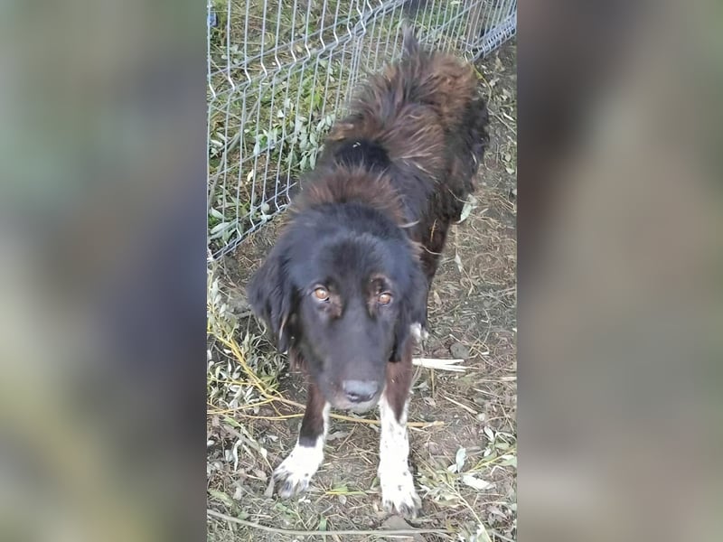 Sir Gawain - Gerettet aus der Tötung von Moreni/Rumänien