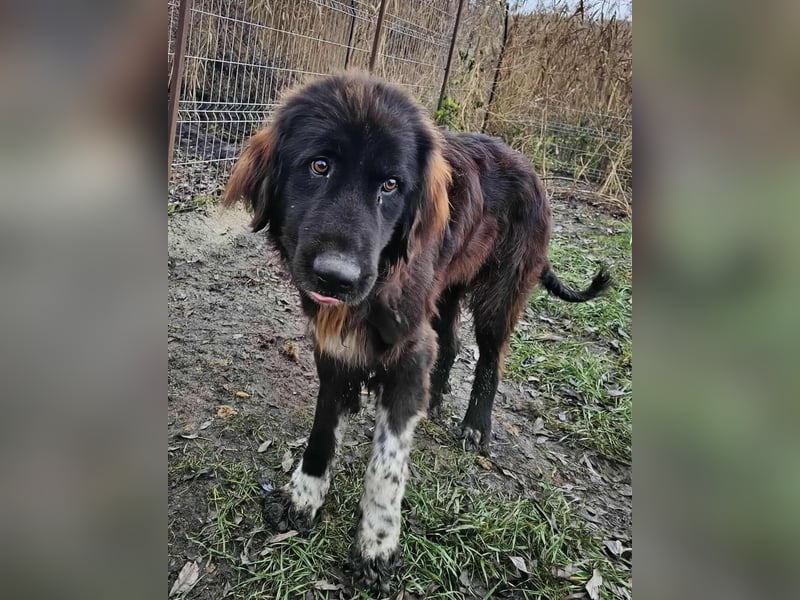 Sir Gawain - Gerettet aus der Tötung von Moreni/Rumänien