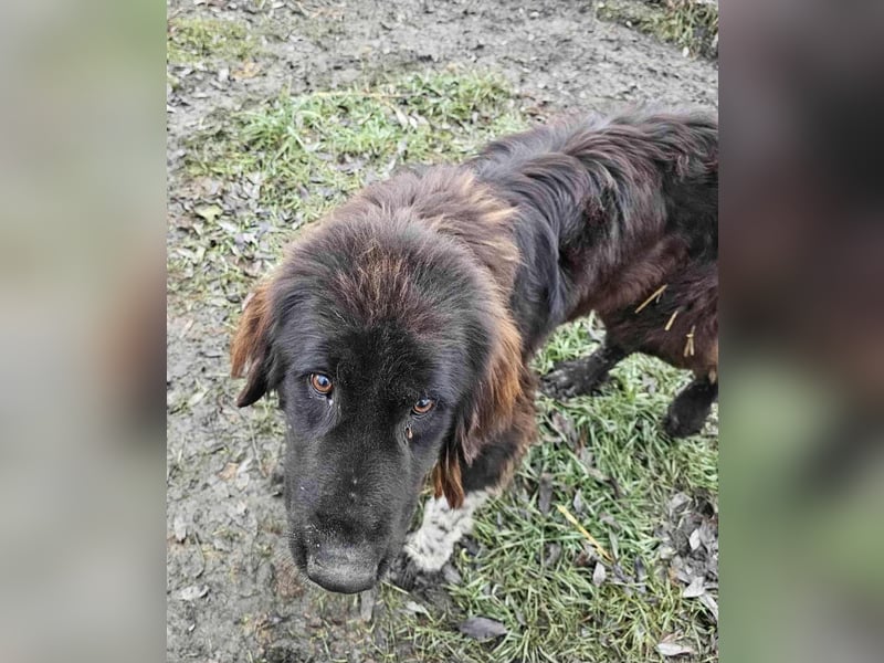 Sir Gawain - Gerettet aus der Tötung von Moreni/Rumänien