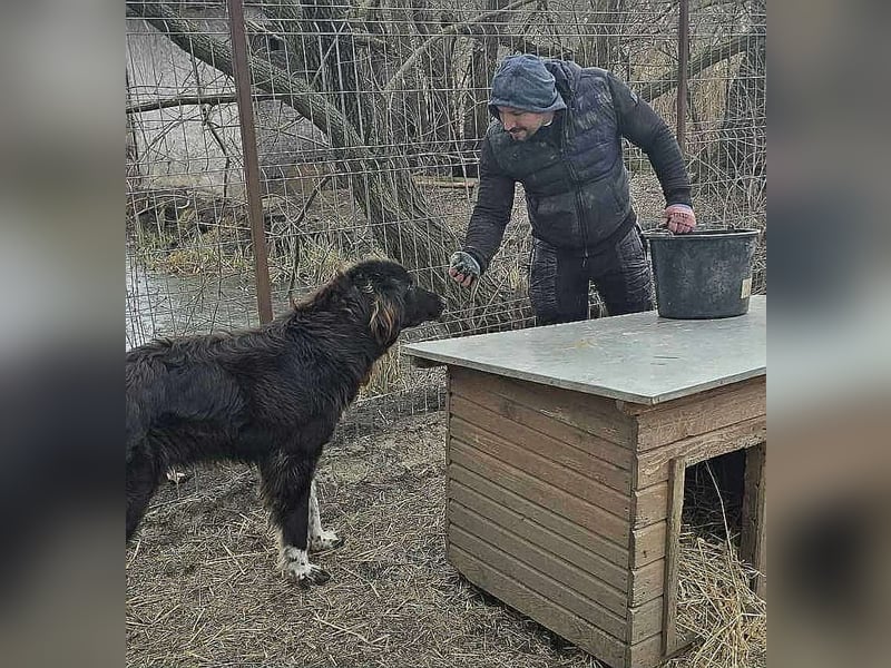 Sir Gawain - Gerettet aus der Tötung von Moreni/Rumänien