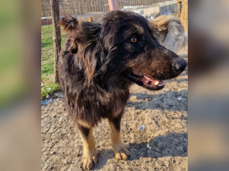 Tijay - wachsam und verschmust