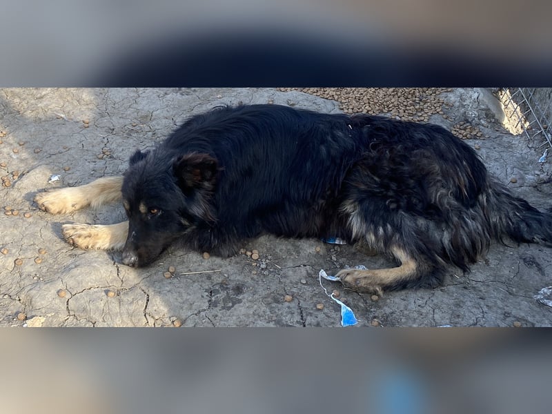 Tijay - wachsam und verschmust