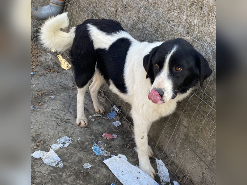 Twister - verträglich und ausgeglichen