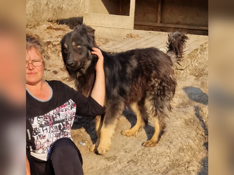 Tijay - wachsam und verschmust