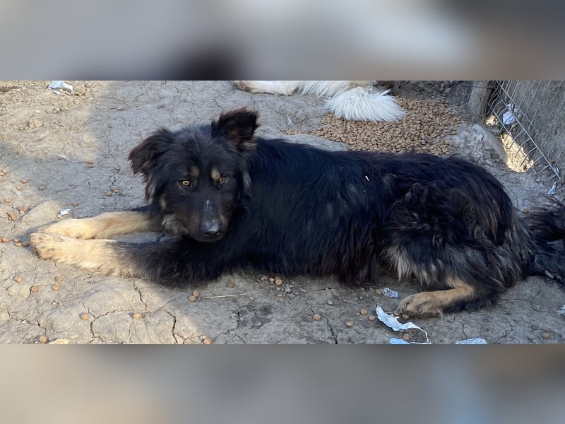 Tijay - wachsam und verschmust