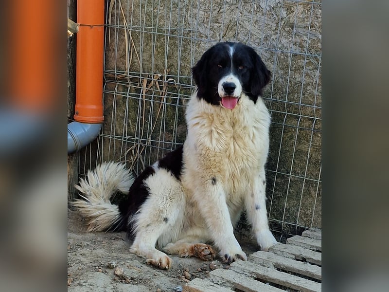 Twister - verträglich und ausgeglichen