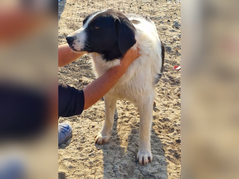 Twister - verträglich und ausgeglichen