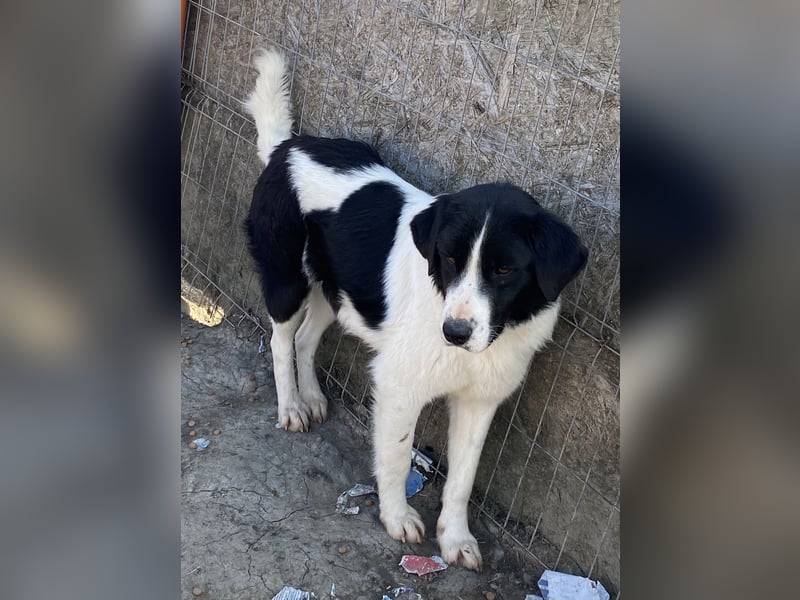 Twister - verträglich und ausgeglichen