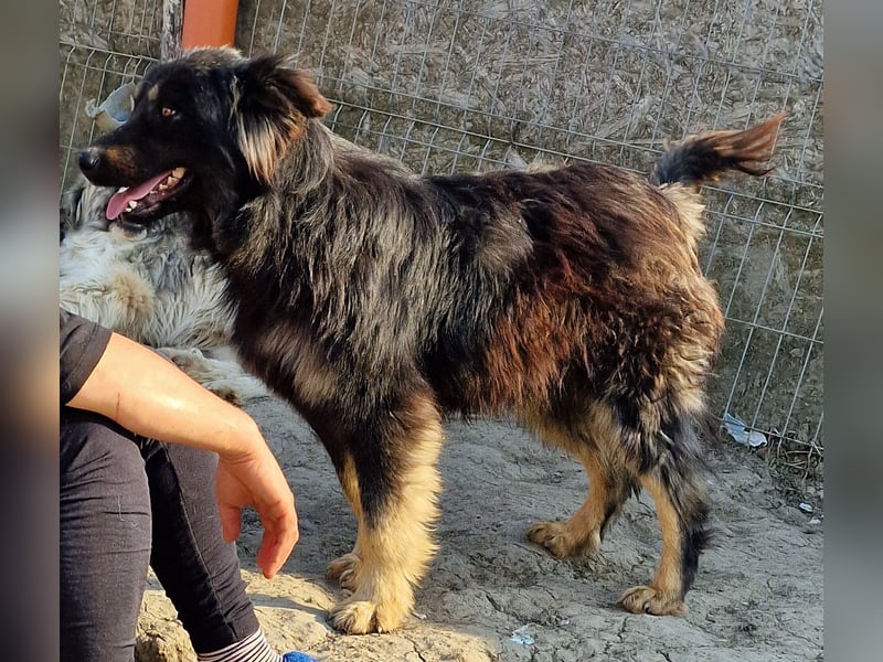 Tijay - wachsam und verschmust