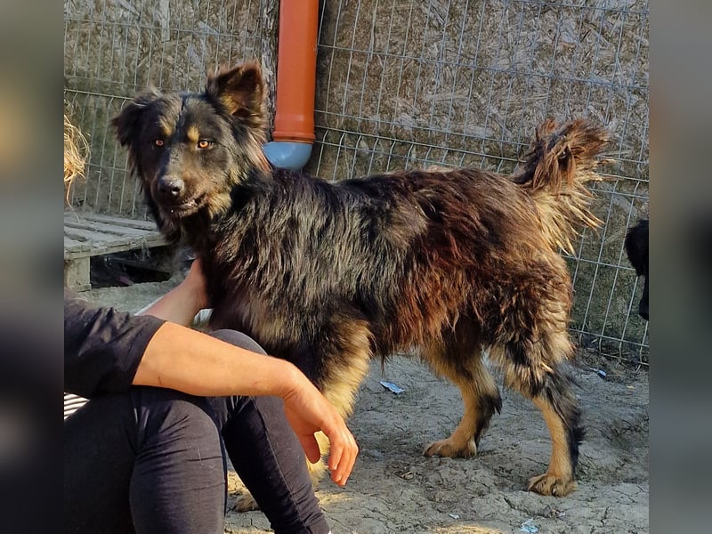 Tijay - wachsam und verschmust