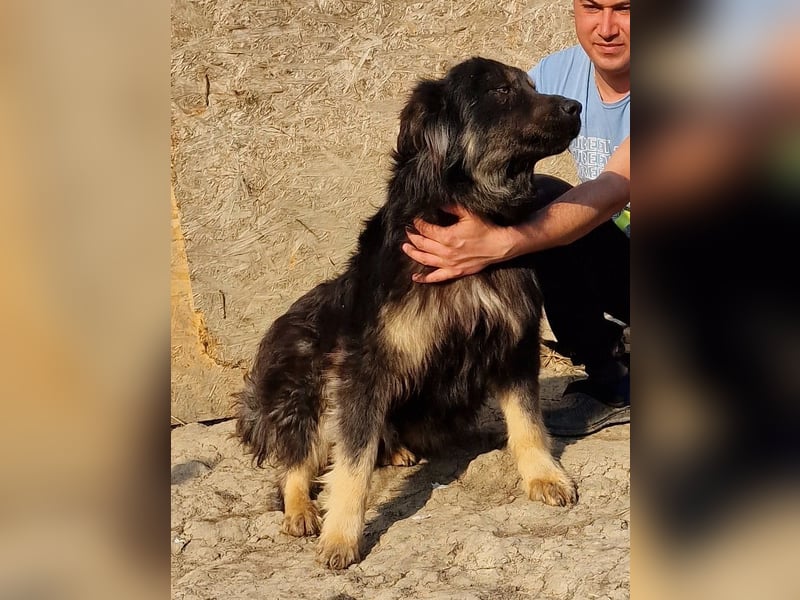 Tijay - wachsam und verschmust